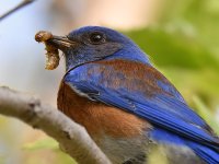 Bluebird3.jpg