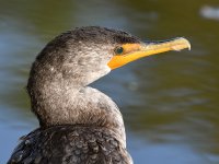 Cormorant.jpg
