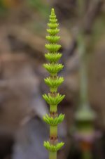 DSC_8373-Modifier.jpg