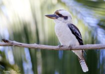 DSC_7881.jpg
