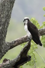 Osprey 01.jpg