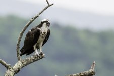 Osprey 02.jpg