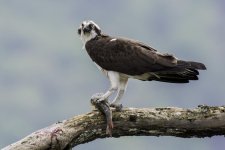 Osprey with fish.jpg