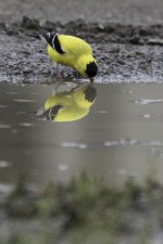 Reflections 2.jpg