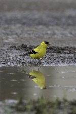 Reflections.jpg