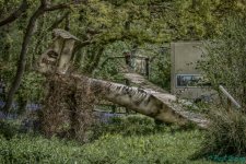 Safari Plane.jpg