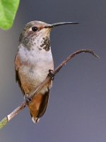 Hummer2.jpg