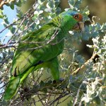 Parrot6.jpg
