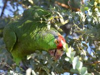 Parrot4.jpg