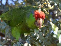 Parrot5.jpg