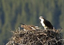 DSC_7387 -1 osprey in nest .jpg