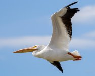 Pelican-226.jpg