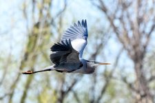 BlueHeron-215.jpg