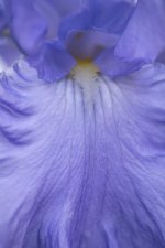 Iris.jpg