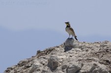 5-5-17-cr__D7K6655.jpg