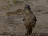 5-5-17-cr__D7K6665.jpg