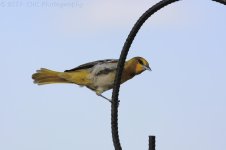 5-5-17-cr__D7K6679.jpg