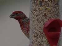 5-5-17-cr__D7K6680.jpg