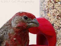 5-5-17-cr__D7K6686.jpg