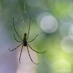 DSC_7767.jpg