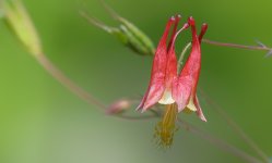 Huntsville gardens-May-2017--6.jpg
