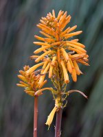 Aloe.jpg