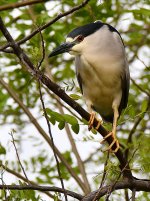 BlackHeron2.jpg