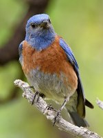 Bluebird3.jpg