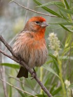 Finch4.jpg