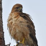 Hawk4.jpg