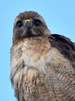 Hawk10.jpg