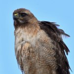Hawk13.jpg
