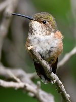 Hummer7.jpg