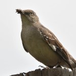 Mockingbird11.jpg