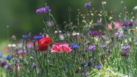 Huntsville gardens-May-2017--10.jpg