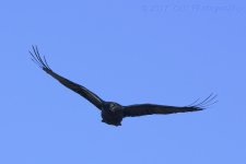 5-7-17-cr__D7K6956.jpg