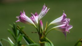 Huntsville gardens-May-2017--8.jpg
