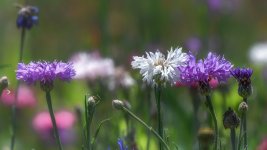 Huntsville gardens-May-2017--11.jpg