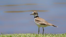Huntsville gardens-May-2017--2.jpg