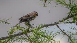 Huntsville gardens-May-2017--3.jpg