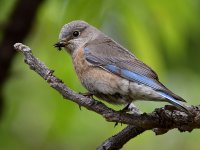 Bluebird.jpg