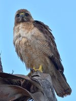 Hawk9.jpg