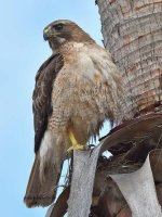 Hawk14.jpg