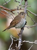 HermitThrush.jpg
