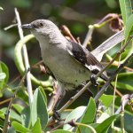 Mockingbird7.jpg