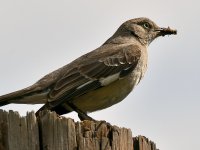 Mockingbird8.jpg