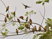 Waxwing2.jpg