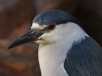 BlackHeron9.jpg