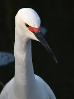 Egret2.jpg