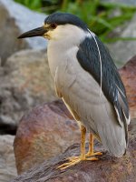BlackHeron.jpg